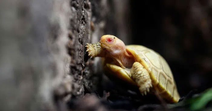 Galapagos tortoises are very small at birth
