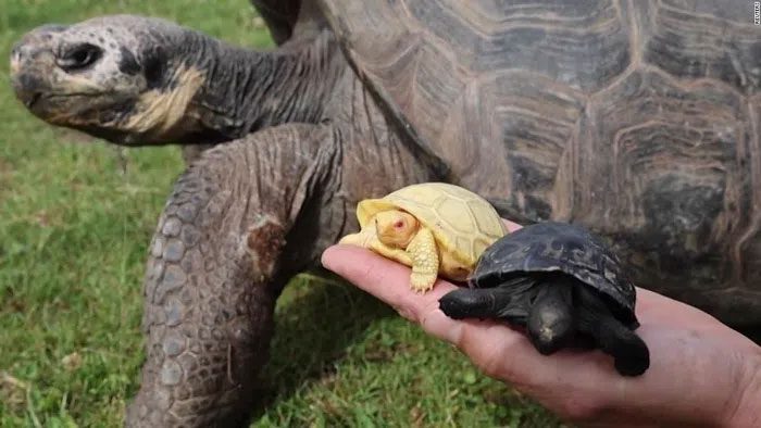 Close-up of the rare albino Galapagos tortoise recently born.