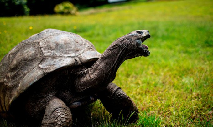Old tortoise Jonathan