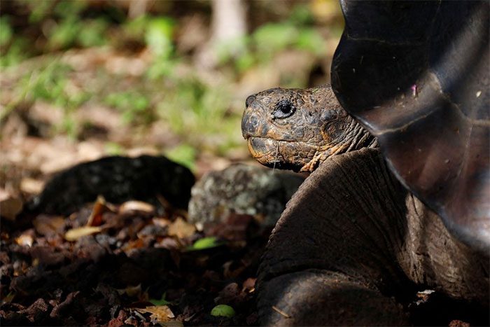 Giant tortoise in Ecuador photographed on 13/2/2019.