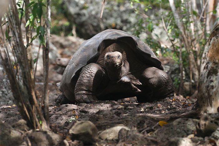 Image of the giant tortoise of Ecuador taken on 16/1/2019.