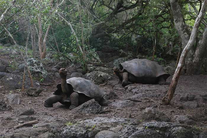 Giant tortoises in Ecuador need to be given a new name. Photo taken on 13/2/2019.