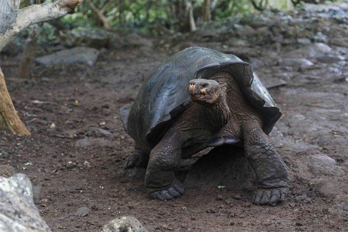Giant tortoise on San Cristobal Island, Galapagos Islands, Ecuador, photo taken on 12/9/2018.