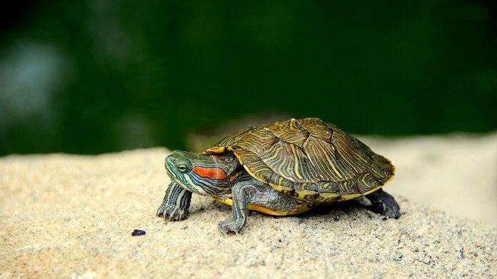 Red-eared slider
