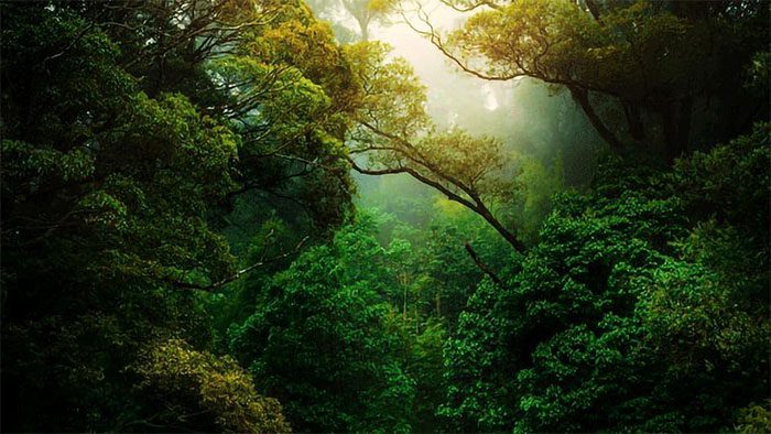 Amazon Rainforest