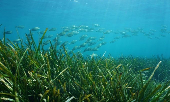 Underwater Seagrass Meadow