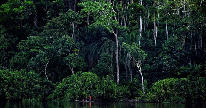 Congo Basin Rainforest