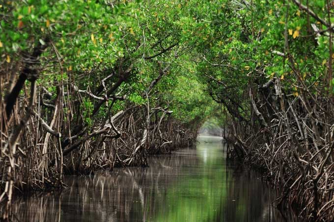 At least 1/3 of plants on Earth are gradually going extinct.