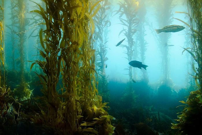 Globally, kelp forests are deteriorating due to rising ocean temperatures.