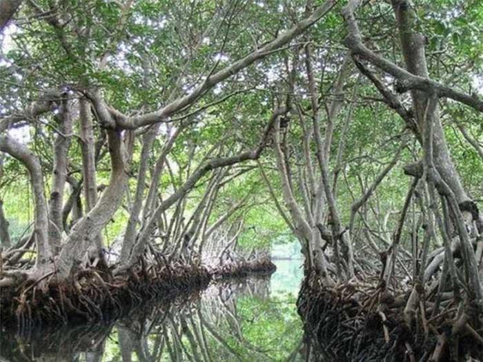 This place truly deserves the name "toxic and sacred jungle".