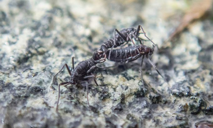 Antarctic midge adapted to extreme living conditions.