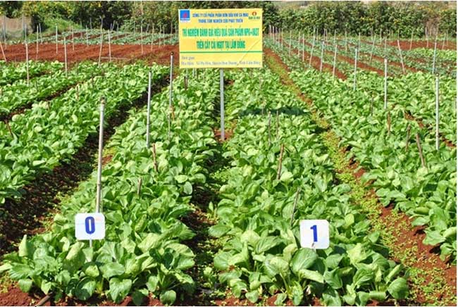 New fertilizer tested on sweet mustard plants.
