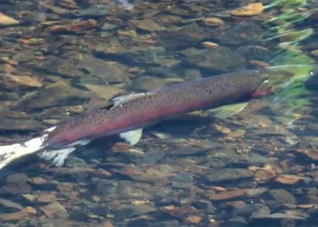 salmon return to streams in california after 25 years 118473