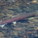 salmon return to streams in california after 25 years 118473