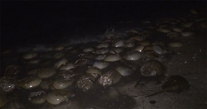 Horseshoe crabs crawling ashore to spawn
