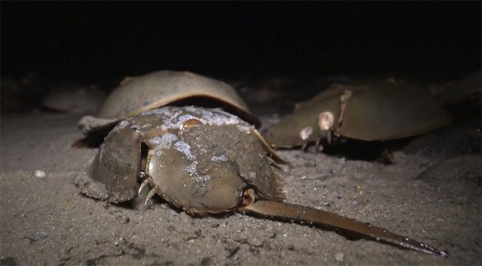 Onshore, female horseshoe crabs lay egg clusters of 5,000 the size of golf balls for males to fertilize.