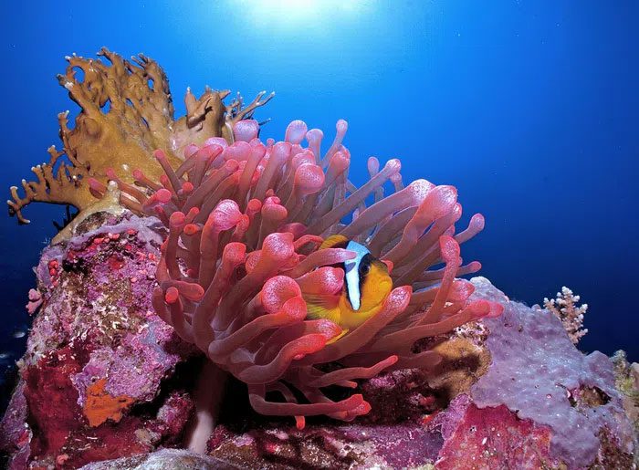 Small temperature changes can cause corals to lose their color.