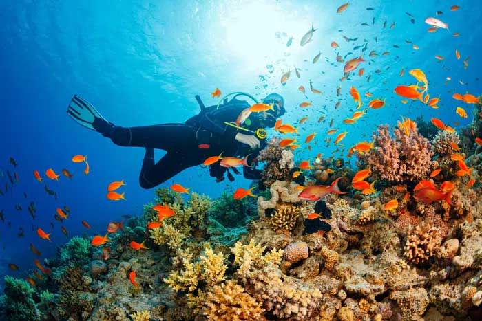 When the membrane is punctured, corals become easily infected.