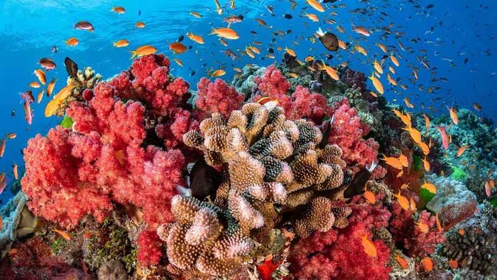 Coral reefs can live for thousands of years.
