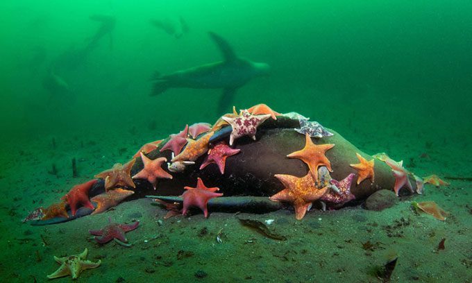A dead sea lion surrounded by dozens of colorful bat stars.