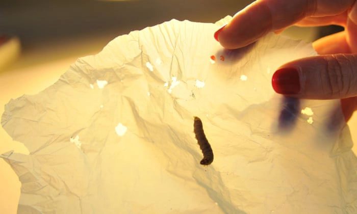 The enzyme produced by wax worms can corrode plastic.