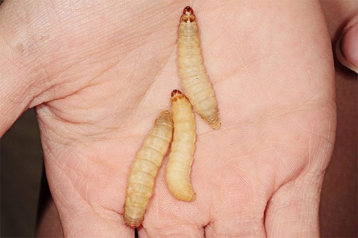 Wax Worms.