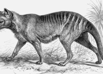 science hope resurrect tasmanian devil species 122439