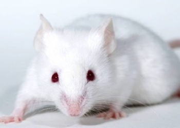 scientific research mice experiment experiencing severe stress 120553
