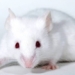 scientific research mice experiment experiencing severe stress 120553
