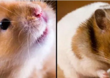 scientists accidentally create hamster with 120704 unique genetic trait