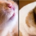 scientists accidentally create hamster with 120704 unique genetic trait