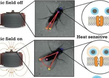 scientists can control mosquitoes from a distance 121828