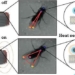 scientists can control mosquitoes from a distance 121828