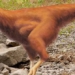 scientists can create chickens with dinosaur traits 123346