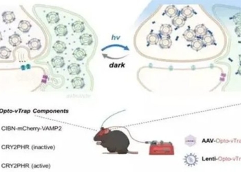 scientists discover how to control brain waves with light 118156