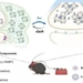 scientists discover how to control brain waves with light 118156