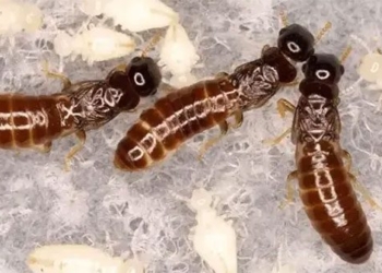 scientists discover new way to raise 119334