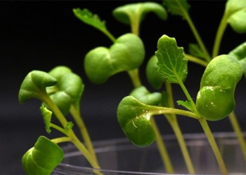 scientists experimenting with food completely in the dark 121378
