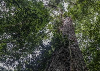 scientists first touch the tallest tree in the amazon rainforest 123451