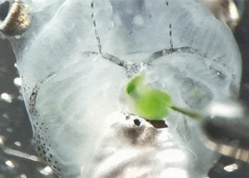 scientists have just created organisms that can live without breathing 121440
