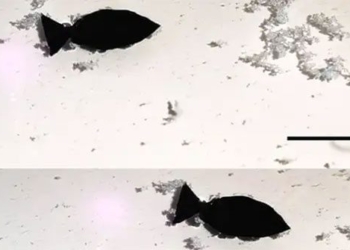 scientists publish robot fish can eat plastic in the ocean 121322