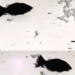 scientists publish robot fish can eat plastic in the ocean 121322