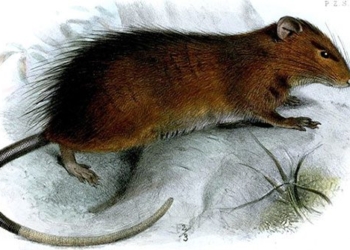 scientists researching mouse rebirth on christmas island 119323