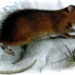 scientists researching mouse rebirth on christmas island 119323