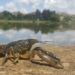scientists say eating shrimp crayfish is the best way to eliminate this terrifying pest 118556