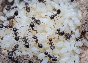 scientists stunned by discovery of ant species with milk production 124560