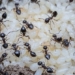 scientists stunned by discovery of ant species with milk production 124560