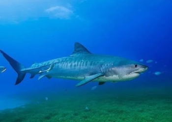 scientists using eel to draw ocean map 124020