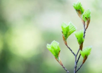 scientists warn spring could arrive more than 10 days early in 2100 119007