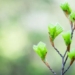 scientists warn spring could arrive more than 10 days early in 2100 119007
